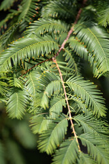 Metasequoia. Green metasequoia branch, close-up. Nature background.
