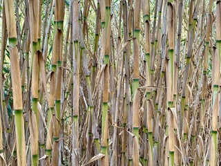 Background wild natural sugar canes