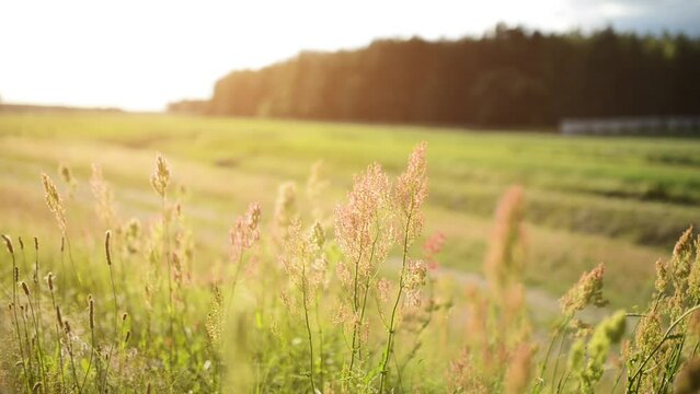 Rumex thyrsiflorus, compact dock or thyrse sorrel, is perennial herb, which grows in meadows and wasteland in most parts of Europe. It is somewhat similar to common sorrel (Rumex acetosa).
