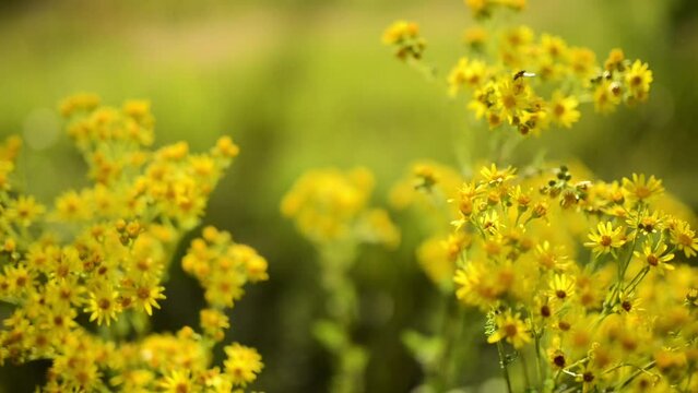 Senecio vulgaris, groundsel and old-man-in-the-spring, is flowering plant in daisy family Asteraceae. It is an annual herb, native to Europe and widely naturalised as a ruderal species.