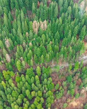 Aerial view of Molveno lake in autumn with lush forest and dolomites, Trentino, Italy.