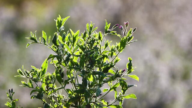 Epilobium hirsutum is flowering plant belonging to willowherb genus Epilobium in family Onagraceae. It is commonly known as great willowherb, great hairy willowherb or hairy willowherb.