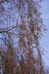 Ausschnitt einer blühenden Hänge-Birke vor blauem Himmel