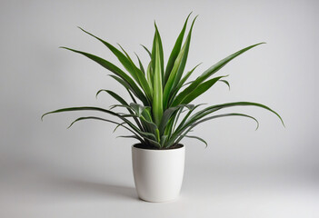 Air-purifying plants to improve home indoor air quality