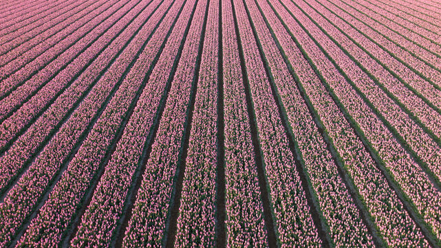 Aerial drone view of colorful pink tulip fields leading to the horizon, spring in Holland, The Netherlands.