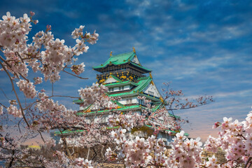 The cherry blossoms are in full bloom with Osaka Castle.