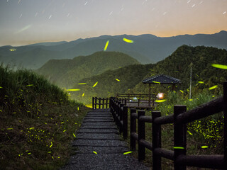firefly in the mountain