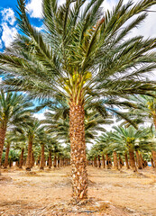Plantation of date palms for healthy food production. Date palm is iconic ancient plant and famous food crop in the Middle East and North Africa, it has been cultivated for 5000 years - 763271696
