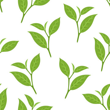 Green tea leaf seamless pattern. Botanical background with green twigs. Vector cartoon flat illustration.