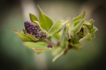 Macro Makro Flieder Blüte Knospe purple lilac bud, Frühling