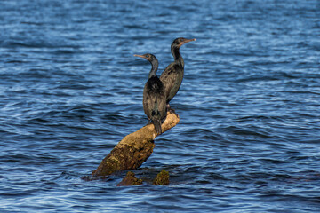 Double-crested cormorant, Loreto, Baja California Sur, Mexico - 763272653