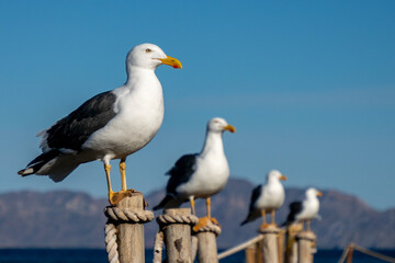 seagulls in front of the sea of Loreto, Baja California Sur, Mexico - 763272656