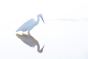 Snowy egret in the water on the shore of the village of Loreto, Baja California Sur, Mexico - 763272663
