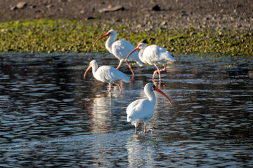 White ibis, Eudocimus albus, bird in water of Loreto Baja California Sur, Mexico