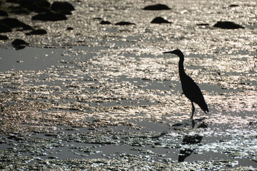 Snowy egret silhouette in the water on the shore of the village of Loreto, Baja California Sur, Mexico - 763272674