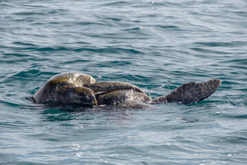 Green Sea Turtle Mating in Pacific Ocean, baja california sur, mexico - 763272682