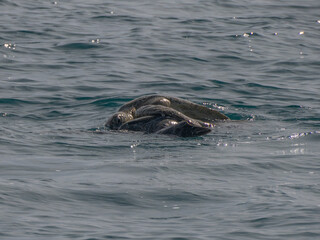 Green Sea Turtle Mating in Pacific Ocean, baja california sur, mexico - 763272685
