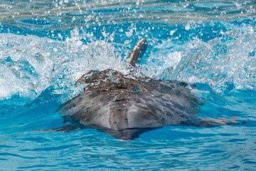 Dolphin accelerating in blue water for a next jump