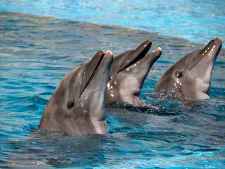Dolphins close up portrait in blue water - 763272690