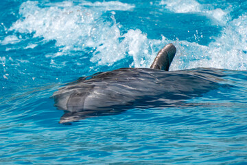 Dolphin accelerating in blue water for a next jump - 763272692