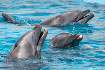 Dolphins close up portrait in blue water - 763272694