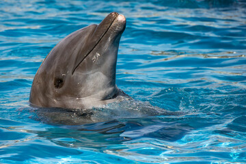 Dolphin accelerating in blue water for a next jump - 763272699