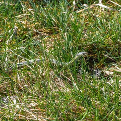 snake in the grass