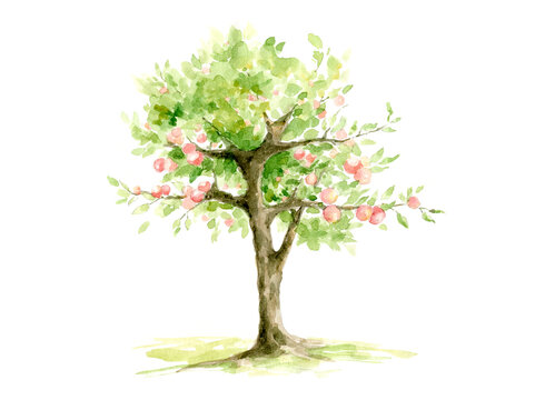 Apple tree with ripe fruits. Watercolor illustration, lush tree with red apples.