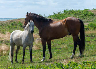 Obraz premium Horses on a field green grass