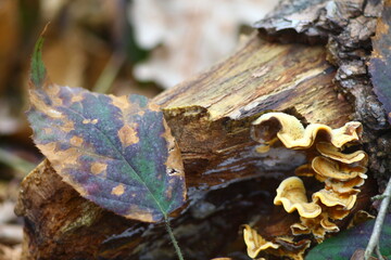 mushroom on a tree