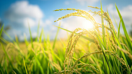 Farmers grow rice in fertile land