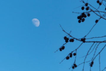 青空と冬の枯れ木がつくる風景　