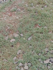 Nature of bangladesh