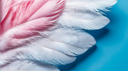 Pink and white feather against blue background.