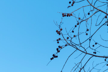 青空と冬の枯れ木がつくる風景　