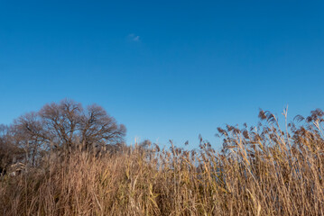 Fototapeta premium 青空と冬の枯れ木がつくる風景 