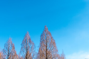 青空と冬の枯れ木がつくる風景　