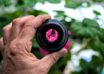 View of flowers through the lens