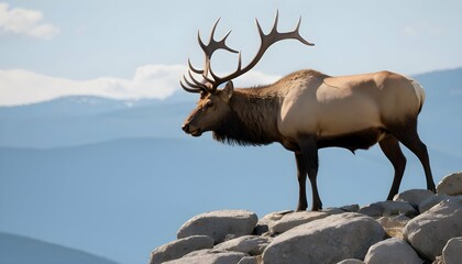 An Elk Bull Standing On A Rocky Outcrop Surveying Upscaled