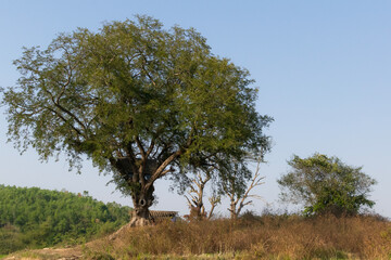 tree on a hill.