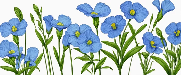 Foto auf Alu-Dibond Set Flax flower isolated on white background, blue flower © Random_Mentalist