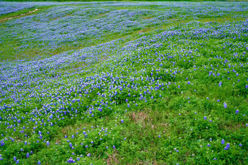 Bluebonnet Field