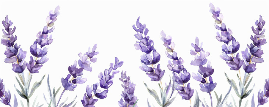 A detailed watercolor painting featuring lavender flowers on a clean white background. The delicate purple flowers are intricately depicted with soft brushstrokes. Banner. Copy space
