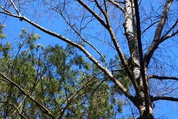 tree branches against blue sky