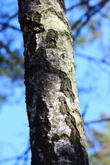 Obraz premium trunk of a tree