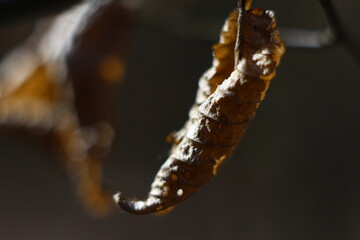 caterpillar on a leaf