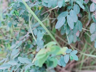 Obraz premium Green leaves background. Natural green leaves background. Green leaves background.