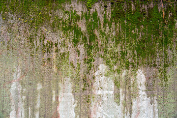 Grunge concrete wall covered with a layer of green moss