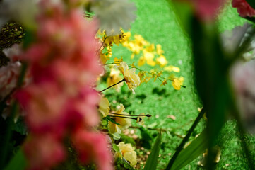 Yellow wild flowers in garden. Yellow flowers in the street. Nature scene. Flower and plant.