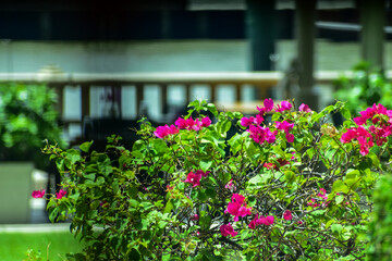 Close-up of pink Bougainvillea decorative bush in a garden near the coast. Looking from the window,...
